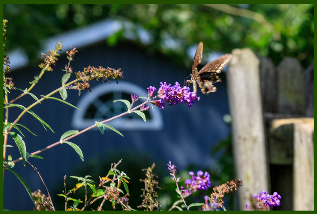 Butterfly Landing by hjbenson