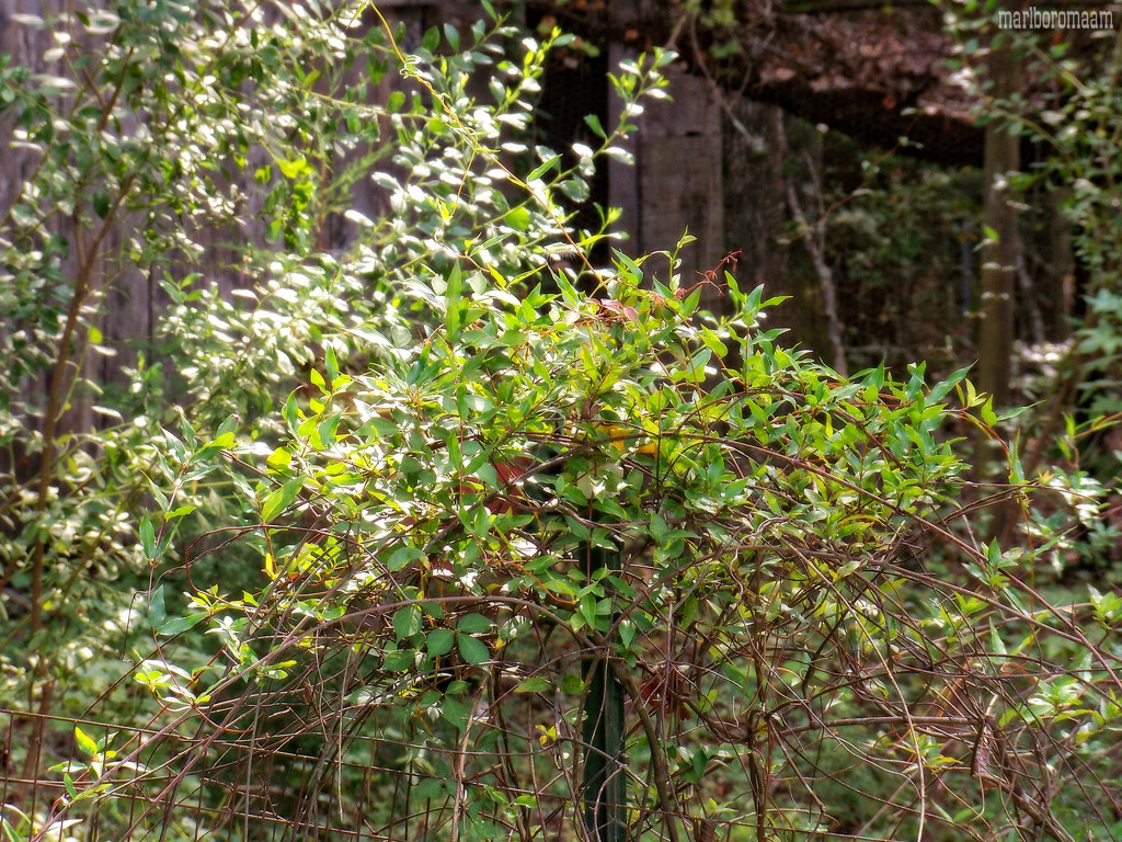 Carolina wild jasmine vines... by marlboromaam