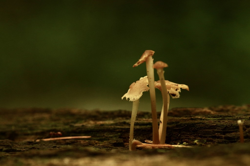 Tiny Mushrooms  by mzzhope