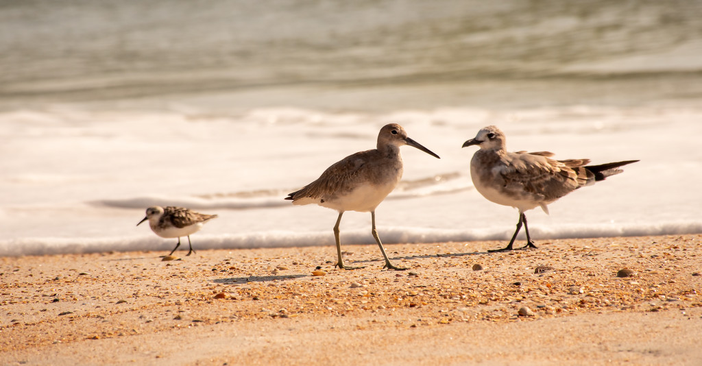 Birds on the Beach! by rickster549