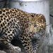 Sasha The Leopard Cub by randy23