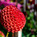 Unusual dahlia  by theredcamera