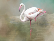 4th Sep 2020 -  Flamingo Friday
