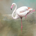  Flamingo Friday by ludwigsdiana