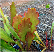 4th Sep 2020 - Epiphyllum plant