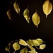 Falling Ficus leaves by wakelys