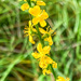 Agrimony by pamknowler