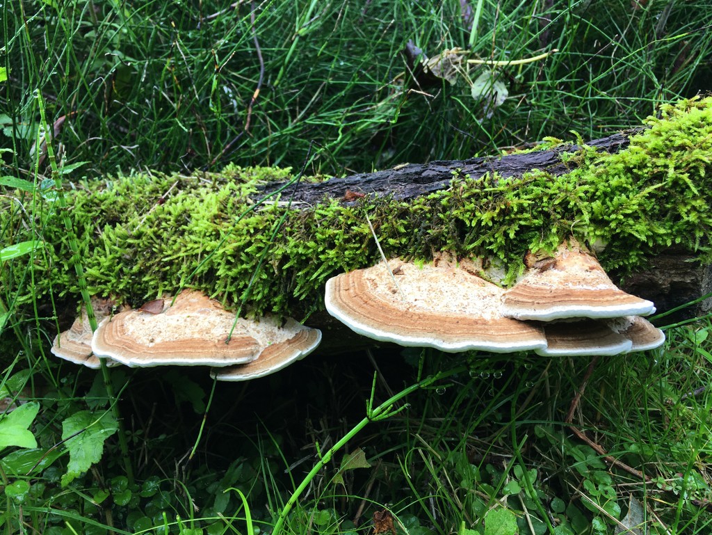 Sorry folks, it's def fungi season! Loving these new bracket fungi by 365anne