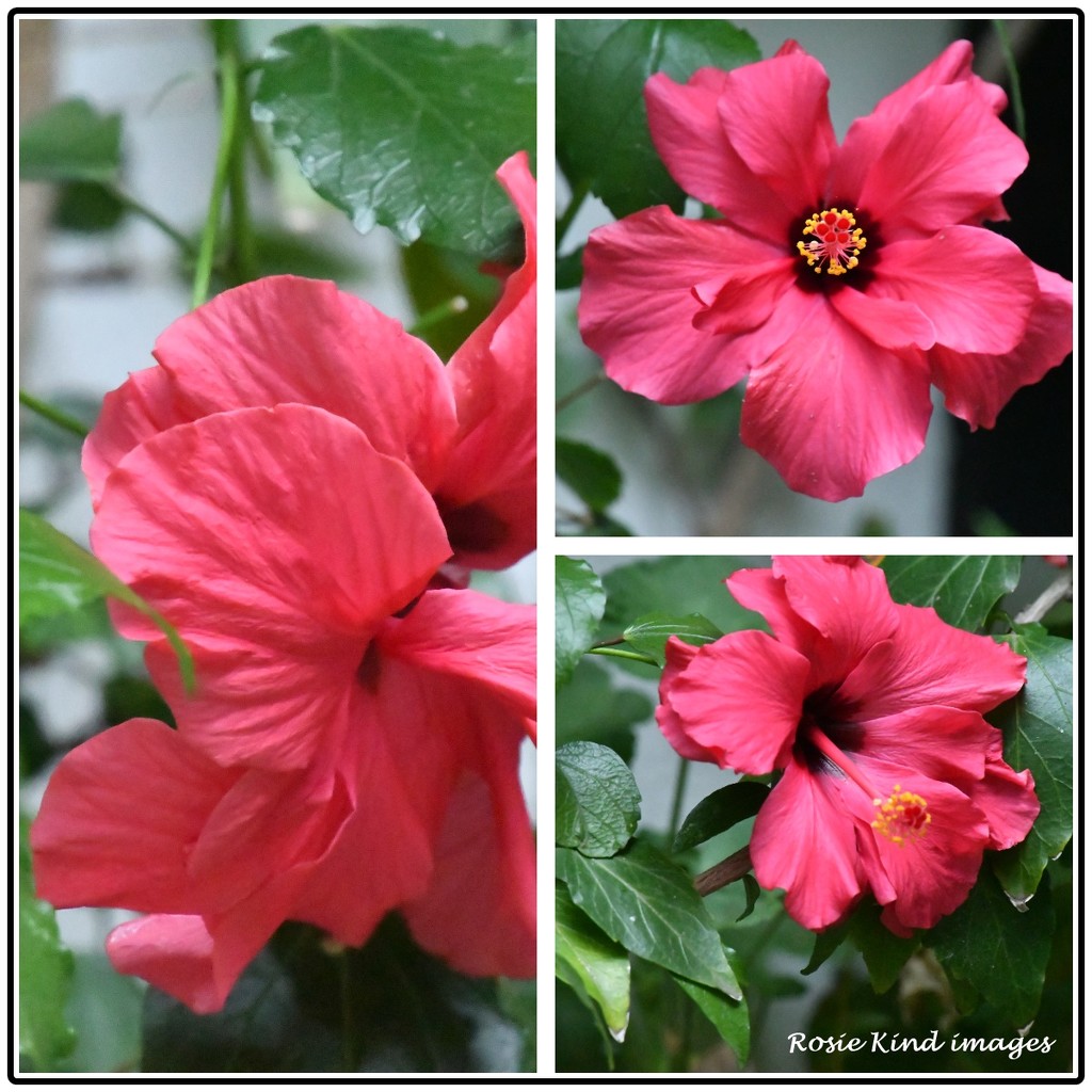 Beautiful hibiscus by rosiekind