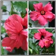 4th Sep 2020 - Beautiful hibiscus