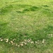 Fairy ring by tinley23