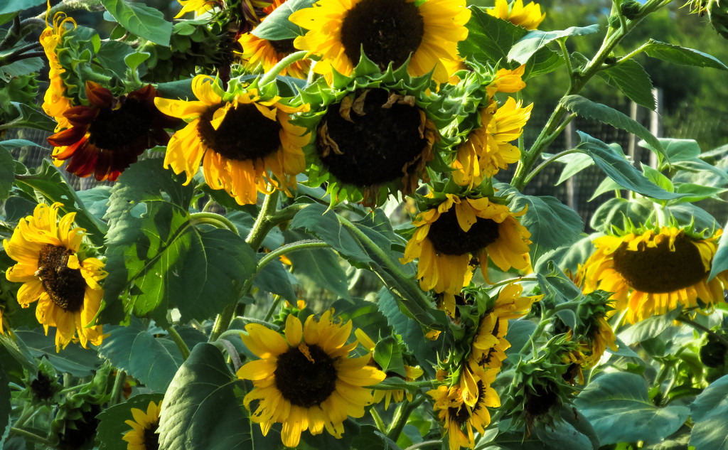 Sunflowers by mittens