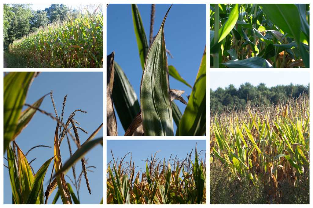 Corn Collage by tdaug80