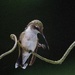 Hummingbird Hokey Pokey/Crokey by berelaxed