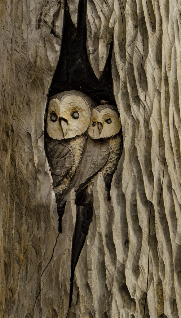 Wooden Owls by clivee