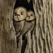 Wooden Owls by clivee