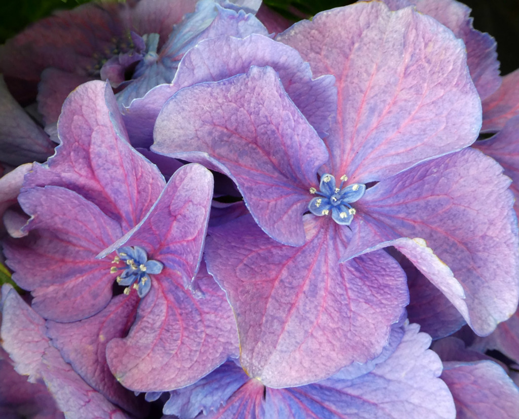 Hydrangea Florets by wendyfrost
