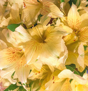 2nd Sep 2020 - Alstroemeria Yellow Peruvian Lilies