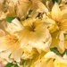 Alstroemeria Yellow Peruvian Lilies by sprphotos
