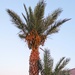 Date Palm by stownsend
