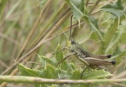 2nd Sep 2020 - meadow grasshopper