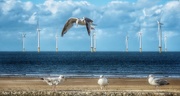 4th Sep 2020 - Only ones here are us Gulls!!