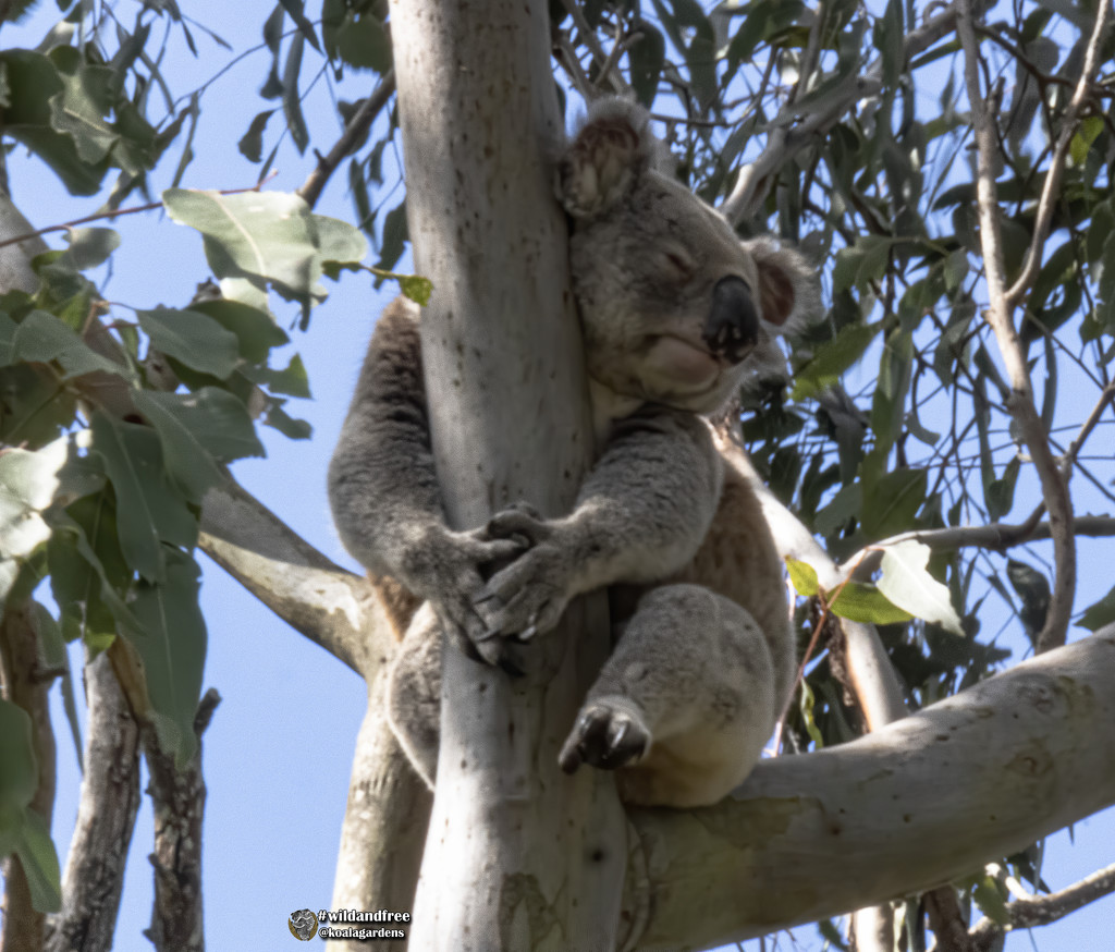 I love me a soft pillow by koalagardens