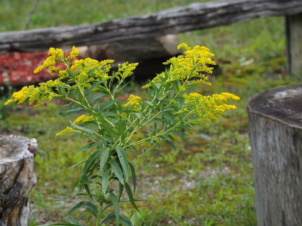 Goldenrod by selkie