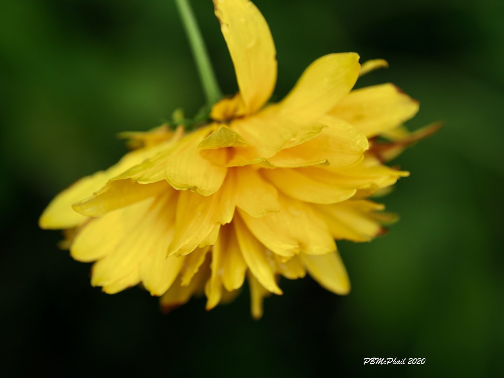 Yellow Petals by selkie