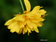 31st Aug 2020 - Yellow Petals