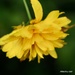 Yellow Petals by selkie