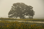2nd Sep 2020 - The Fog, That Tree, Those Sunflowers