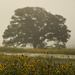The Fog, That Tree, Those Sunflowers by kareenking