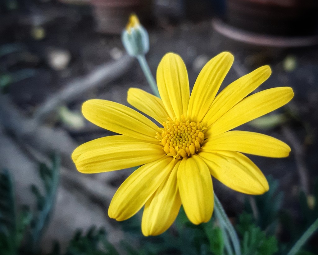 Yellow daisy  by salza