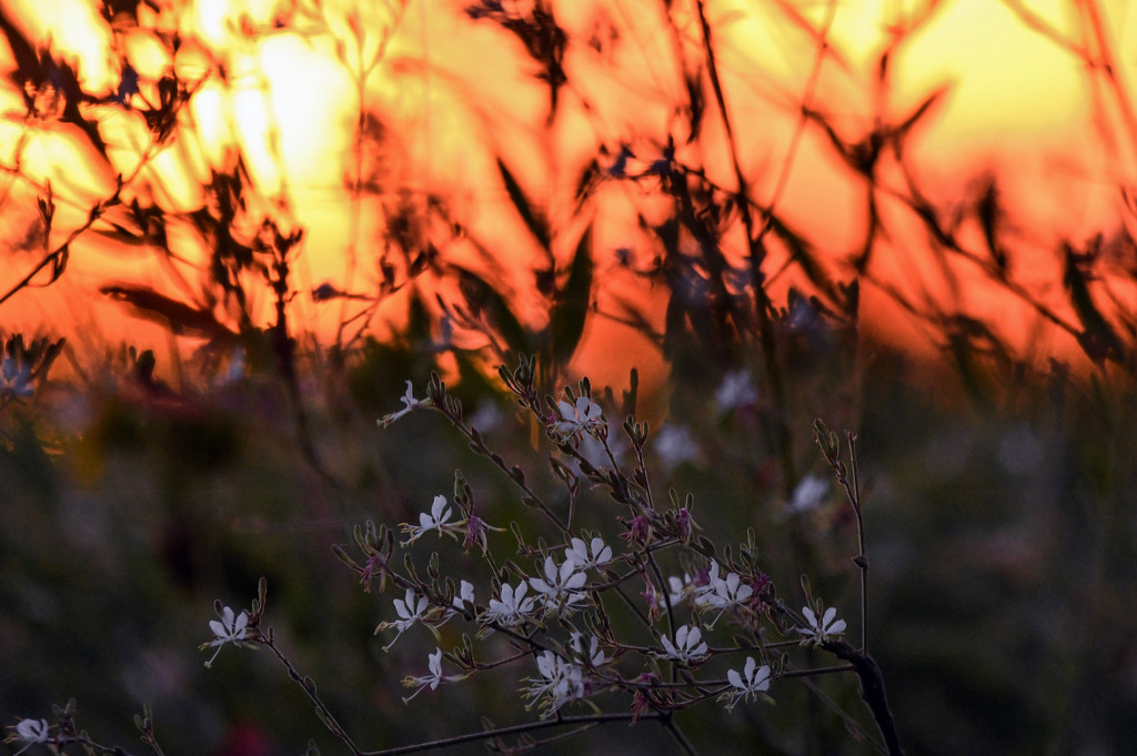 Kansas Sunset and Wildflowers by kareenking