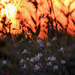 Kansas Sunset and Wildflowers by kareenking