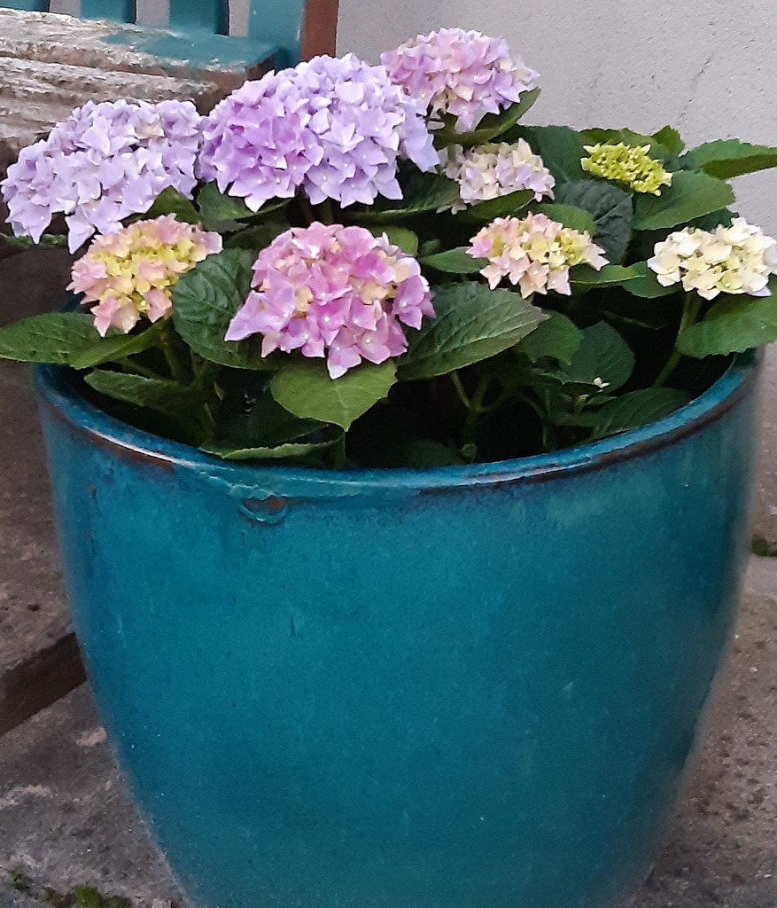 Hydrangea in the new pot by sarah19