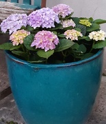 3rd Sep 2020 - Hydrangea in the new pot