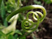 3rd Sep 2020 - Vegetable spiral