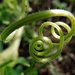 Vegetable spiral by etienne