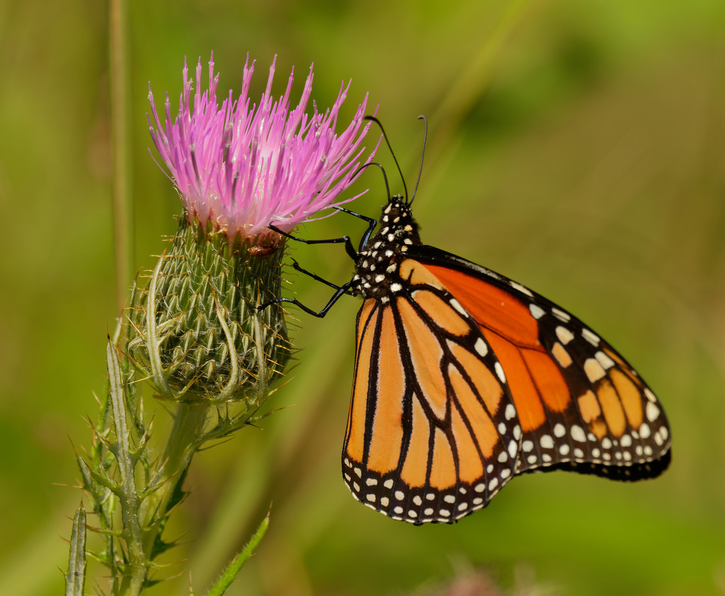 monarch butterfly  by rminer
