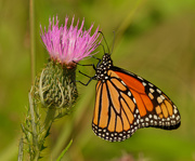 4th Sep 2020 - monarch butterfly 