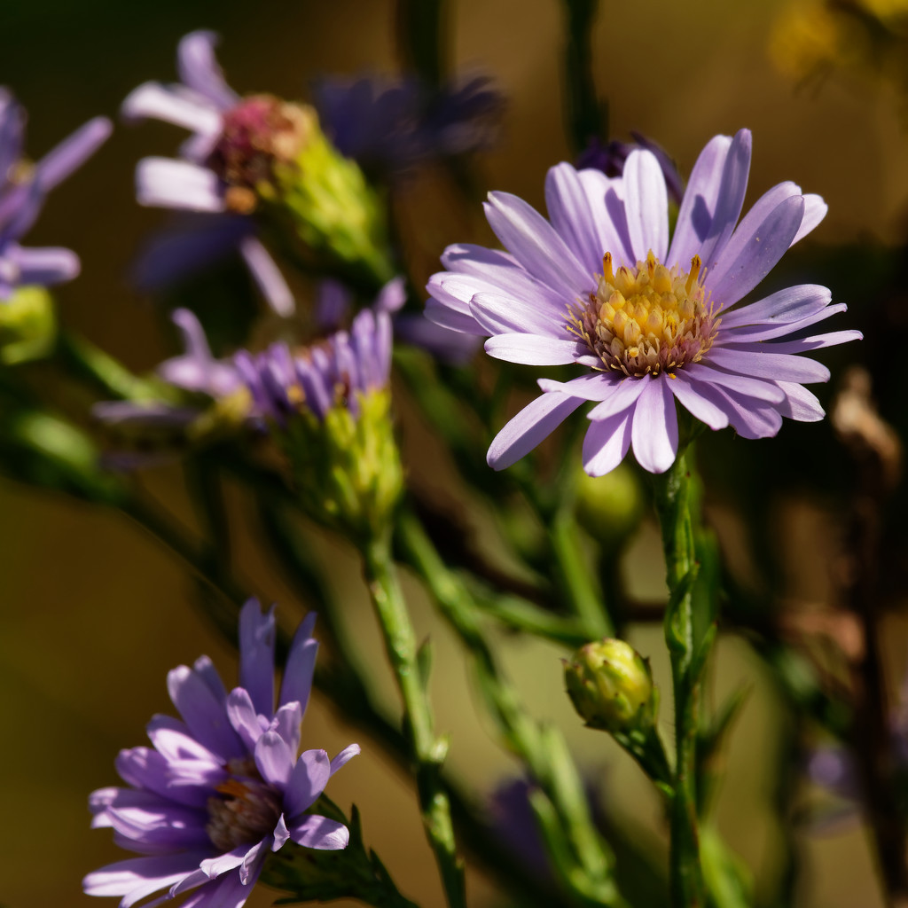 smooth blue asters by rminer