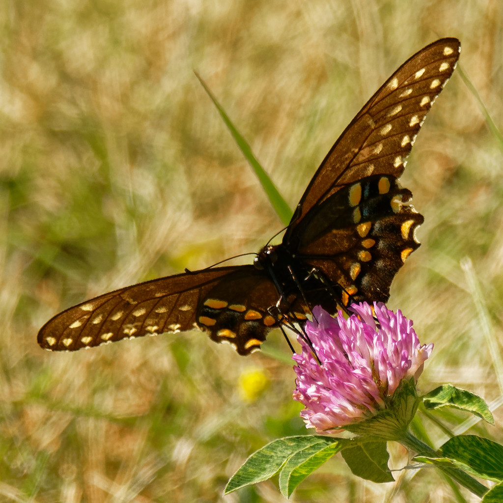 black swallowtail butterfly  by rminer