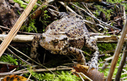 3rd Sep 2020 - Common toad