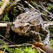 Common toad by janturnbull