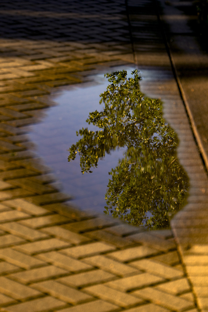 From the Puddle 2 by granagringa
