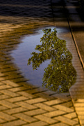 28th Aug 2020 - From the Puddle 2