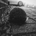 Hedgehog by manek43509