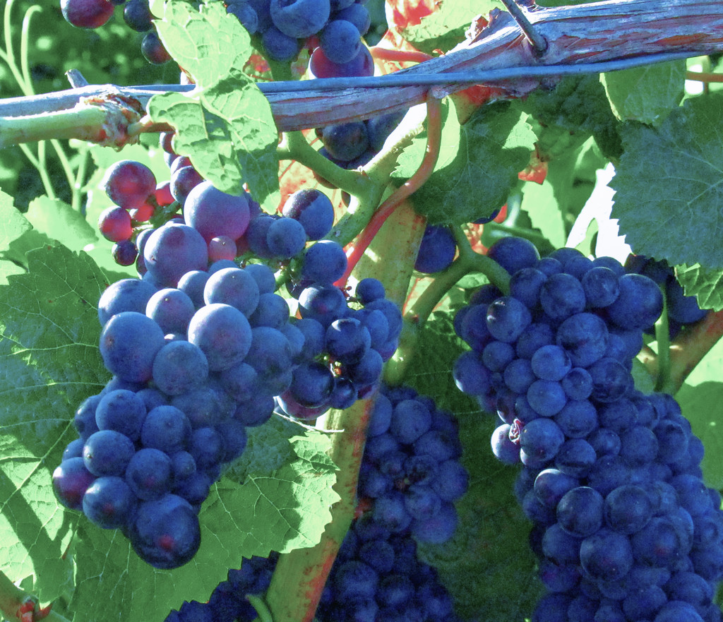 Vineyard Harvest by granagringa